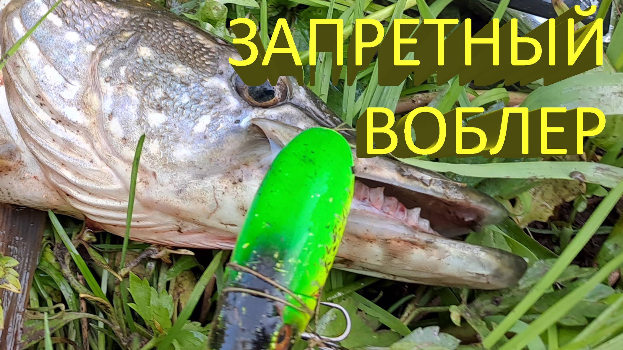 🔥 Я бы этот воблер ЗАПРЕТИЛ :) Идеальный топвотер на щуку - за утро ПЯТЬ ЩУК из-под одной коряги🔥 смотреть онлайн