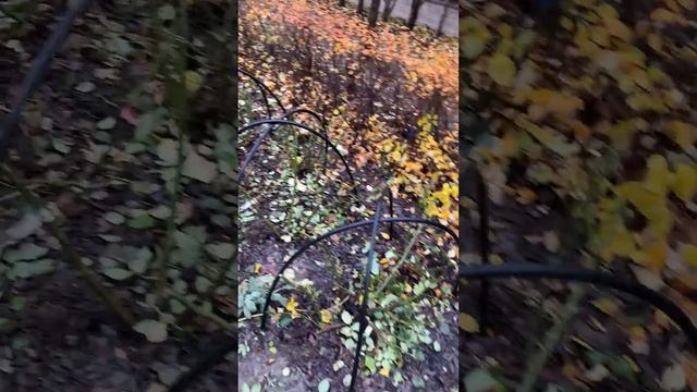 Готовим розы к зиме смотреть онлайн