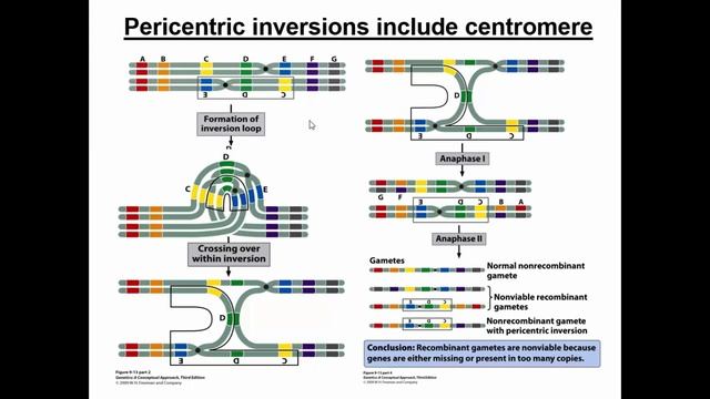 Large-Scale Chromosomal Alterations смотреть онлайн