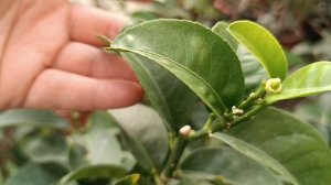 лимон Мелароза немного по уходу