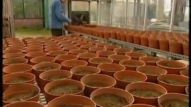 Mendel's peas genetics - Experiments that changed the world. смотреть онлайн