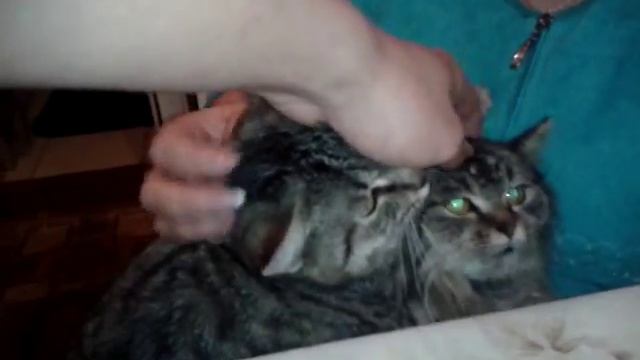 ШОК 2 головый кот,смотреть до конца! смотреть онлайн