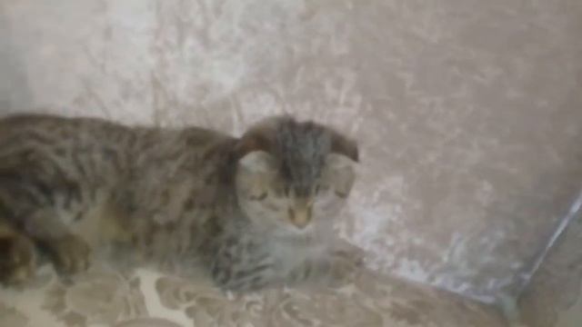 Аминка смотреть онлайн