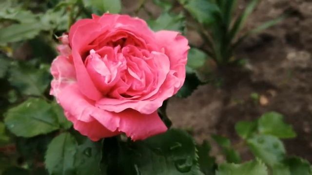 8.6.21 Мама в Своём Деле Асс. смотреть онлайн