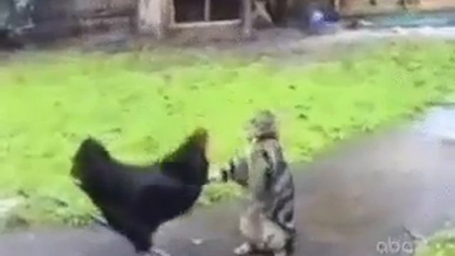 кот и петух,разборки смотреть онлайн