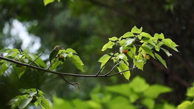 Importance of Native Species of trees смотреть онлайн