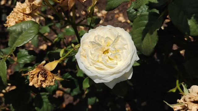 розы из питомника РОЗЫ БУШЕС 💗 смотреть онлайн