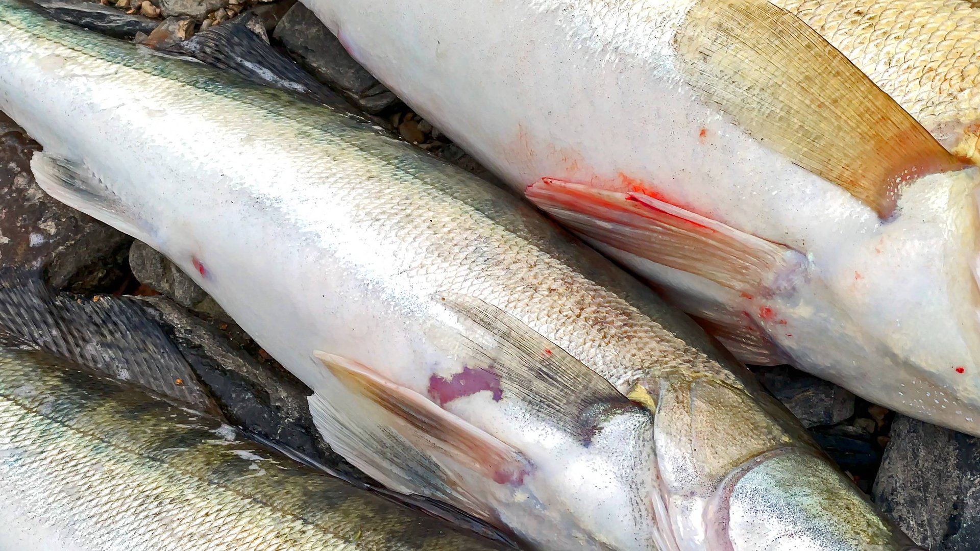 Подожди-ка первый лёд.. Тут СУДАК ещё клюёт! Рыбалка на спиннинг в мороз. Закрытие смотреть онлайн