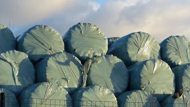 Нарвская свалка в ветреную погоду смотреть онлайн