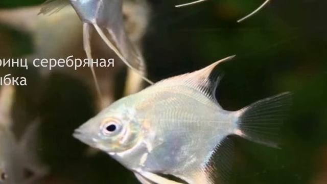 Принц серебряная рыбка смотреть онлайн