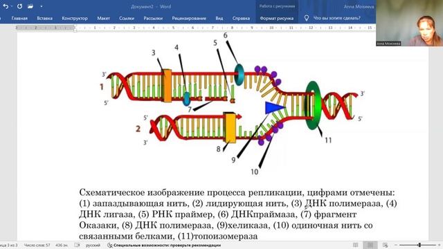 Репликация ДНК смотреть онлайн