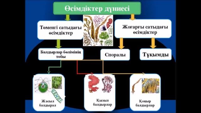 5 сынып ЖАРАТЫЛЫСТАНУ. Өсімдіктердің көптүрлілігі смотреть онлайн