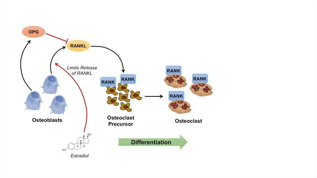 Introduction to RANKL | RANK | OPG Signaling Pathway смотреть онлайн