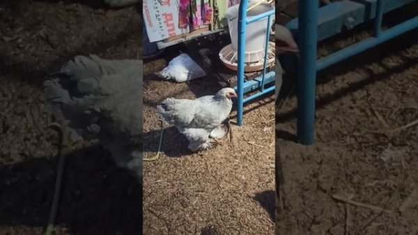 запах аммиака в курятнике