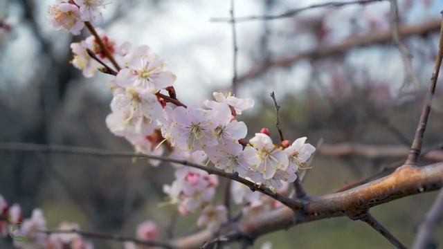 лечебная музыка для сердца и сосудов 🌿 успокаивает нервную систему и радует душу, Нежная музыка #18 смотреть онлайн