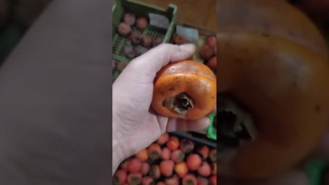 Хурма, хранение в домашних условиях - чемпионы и аутсайдеры! :) г. Николаев. 26.01.2024. смотреть онлайн