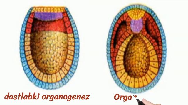 Ontogenez. Individual Rivojlanish. Postembrional, Embrional Rivojlanish Haqida. Asilbek Ruiddinov