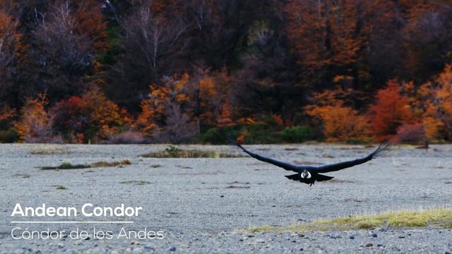 Flora y Fauna región de Magallanes y Antártica Chilena смотреть онлайн