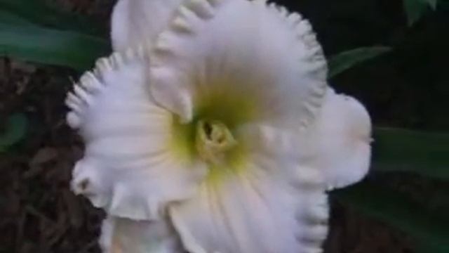 Лилейник Daylily WEDDING GOWN