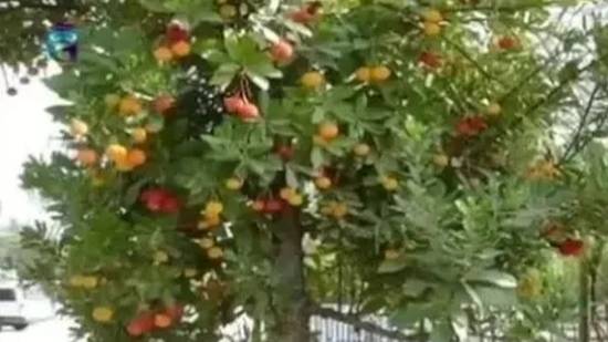 Земляничное дерево (Земляничник) смотреть онлайн