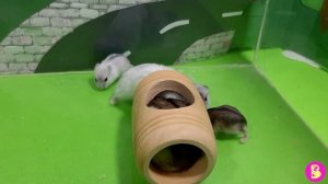 СЕМЕЙНЫЕ ПРИКОЛЫ** У МАМЫ ХОМЯЧКА СНЕСЛО КУКУШЕЧКУ**