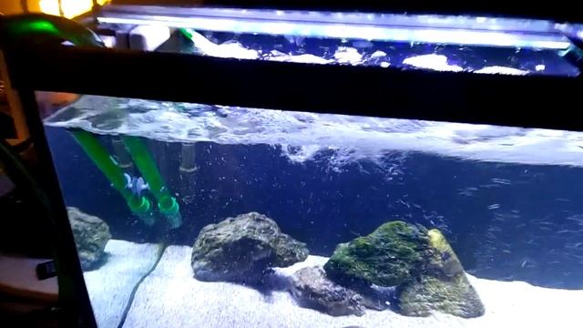 Eheim 1500xl. Cycling on my 75 Gallon смотреть онлайн