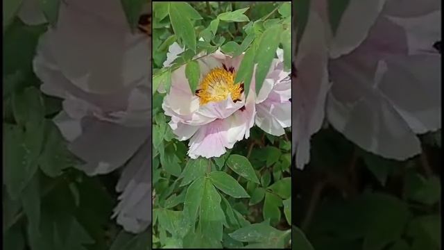 Пион древовидный.Очень красивый цветок. смотреть онлайн