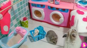 НЕОЖИДАННЫЕ НОВОСТИ В ДЕНЬ СТИРКИ или ПРАЧЕЧНАЯ для ХОМЯЧКОВ