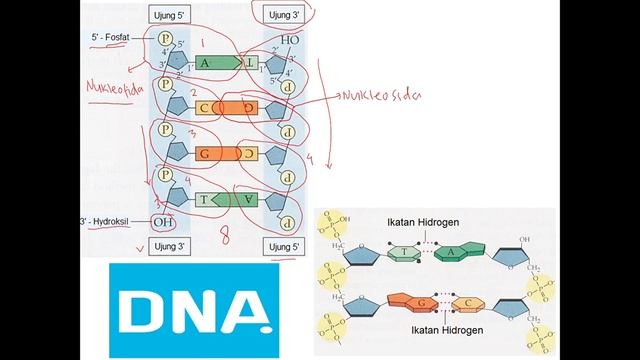 Bab 3 Substansi Genetika Kelas 12 : Gen, DNA dan RNA Part 2 смотреть онлайн