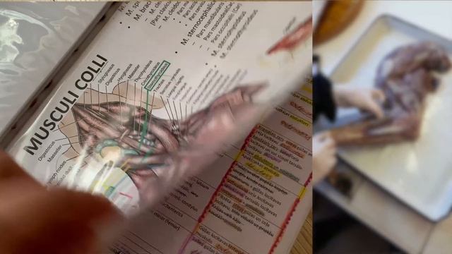 Учёба на ветеринара 🐶 | Моя история и боль ❤️🩹 смотреть онлайн