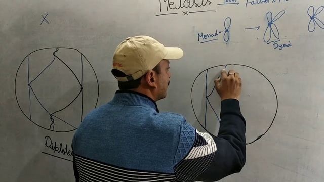Meiosis (cell division ) смотреть онлайн