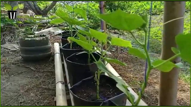 Cucumber growing technique at home in hydroponic grow bag || Tobe Sasa Chas kibhabe korbo смотреть онлайн