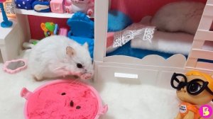 ПИТОМЕЦ ЛОЛ у ХОМЯЧКОВ**РЕАКЦИЯ МАМЫ