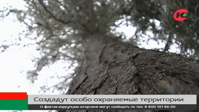 Кедровые боры в Югре станут особо охраняемыми природными территориями смотреть онлайн