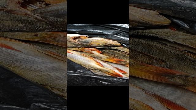 Дары Инты. Север. Хариус. смотреть онлайн