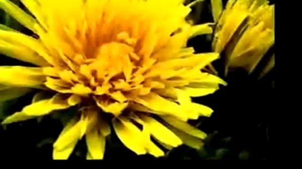 Botanica - Photo Collage