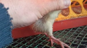 индюшата падают на ноги.