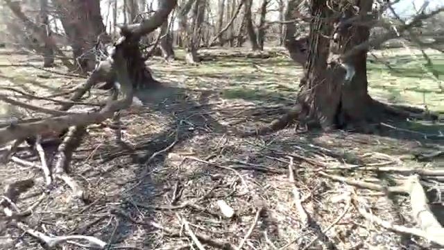 Охота с пневматикой мр512