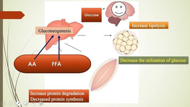 Lecture 5 Endocrine module ( Pr.Dr. Amani El amin ) Adrenal gland смотреть онлайн