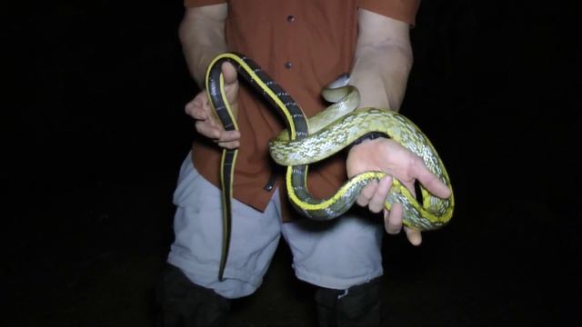 Reptile Reality ep.11 Beauty Ratsnakes смотреть онлайн