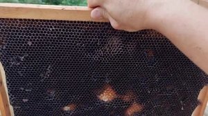 Улей лежак на высокую рамку. Естественное пчеловодство. Краснодарский край.