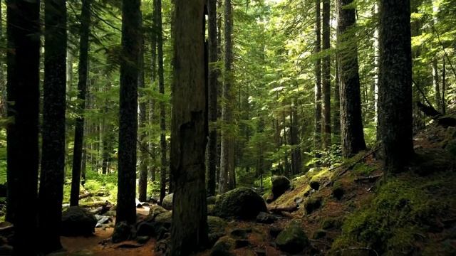 ROOT CHAKRA GROUNDING GUIDED MEDITATION | MULADHARA смотреть онлайн