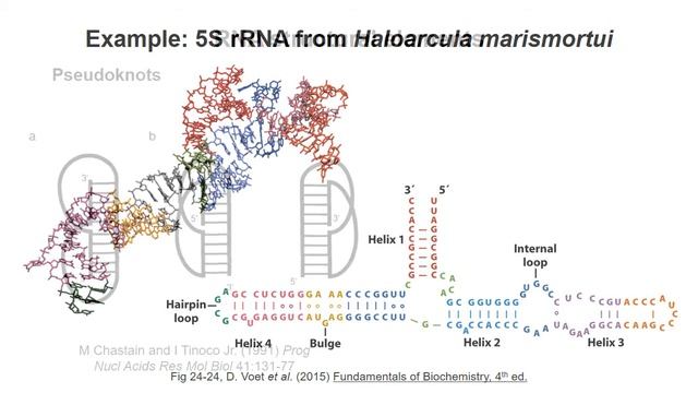 Nucleic Acid Structure 5 – RNA structure смотреть онлайн
