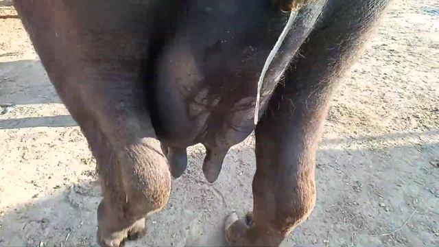 2 Soway | Beautiful Buffalo | Price 2,60000 Rupees | Ph No : 03081755407 | 82 Animal TV | Ali Anwar смотреть онлайн