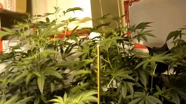 1 gallon coco using only Ph meter смотреть онлайн