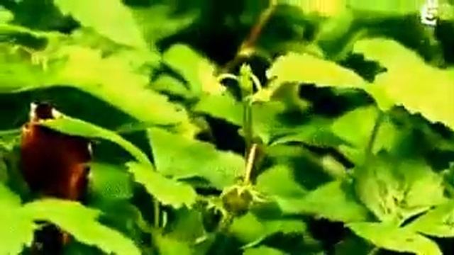 Насколько же удивительна и прекрасна природа!!! смотреть онлайн