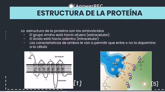 Proteína D2 (Receptor de dopamina) смотреть онлайн