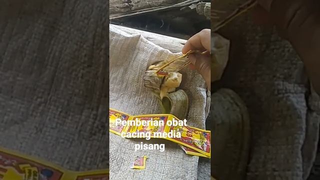 pemberian obat cacing смотреть онлайн