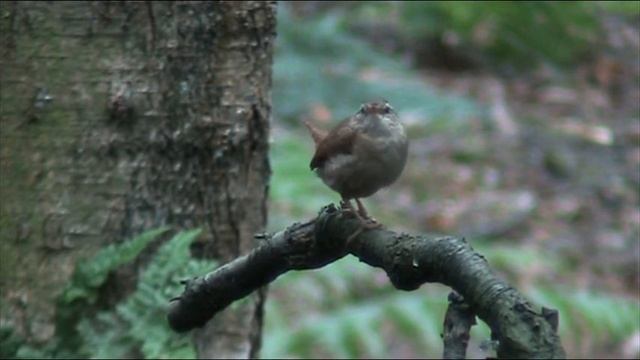 Wren (Troglodytes troglodytes) смотреть онлайн