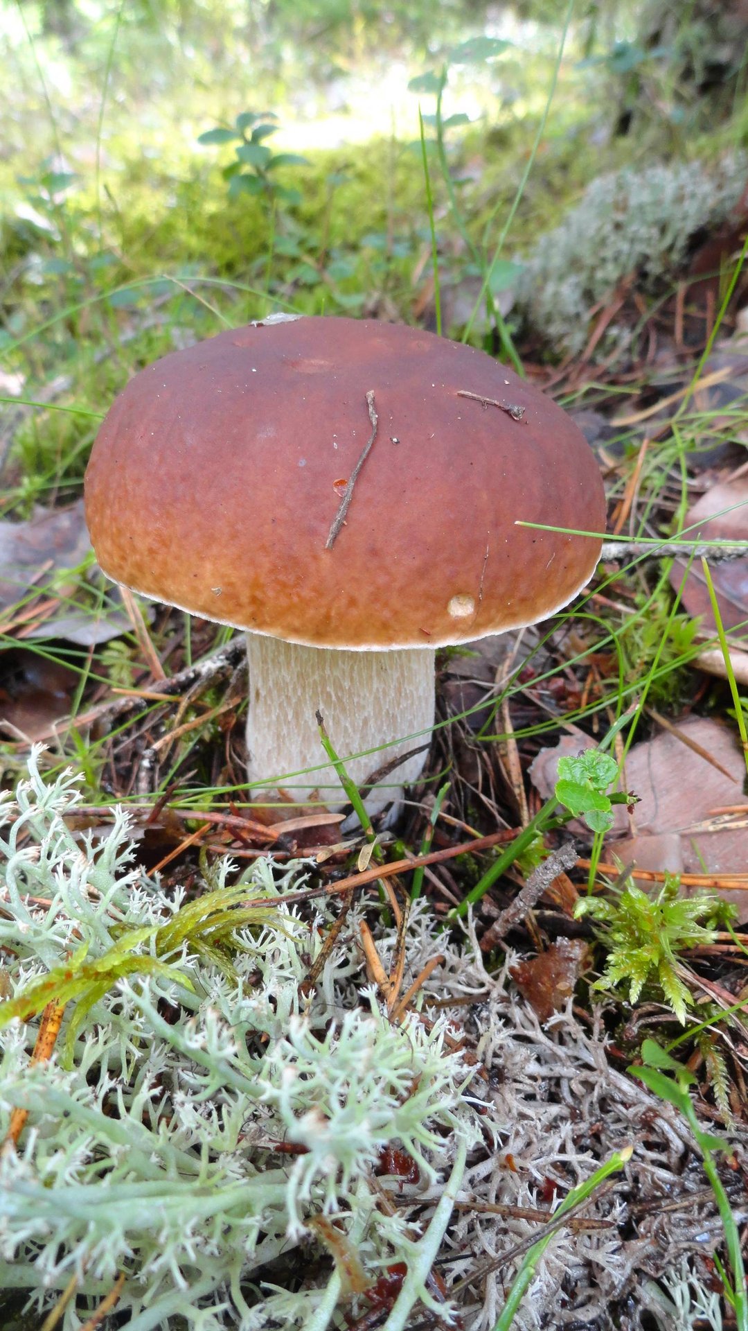 Вот он грибочек - красавчик ! смотреть онлайн